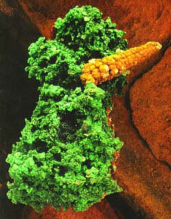 Bisbee malachite & goethite (limonite)